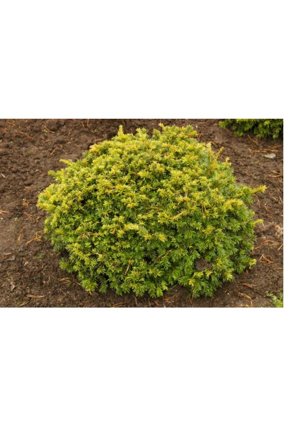 Тис ягідний Саммерголд