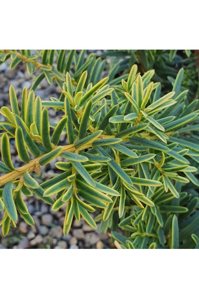 Тис Саммерголд із густою, блискучою хвоєю.