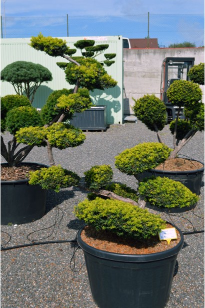 Тис ягідний Саммерголд нівакі/бонсай