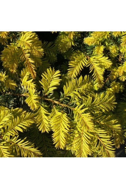 Тис Саммерголд із яскраво-золотою хвоєю.