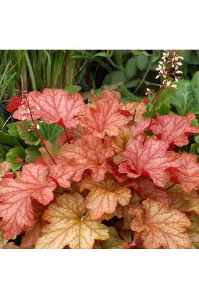 Гейхера гибридная Паприка 