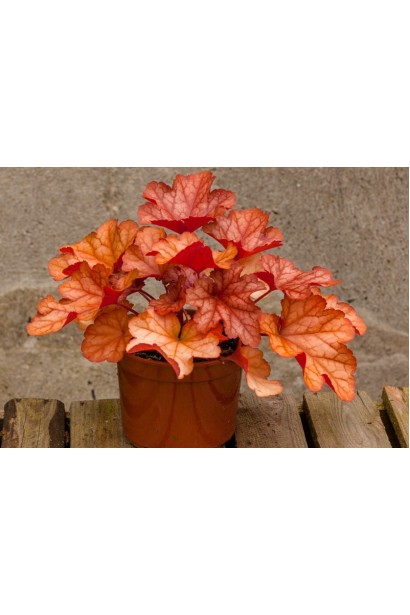 Гейхера гибридная Паприка в горшке