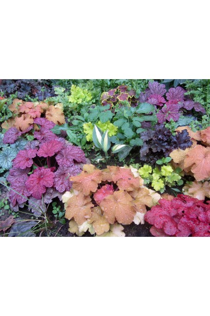 Гейхера Паприка ландшафтная композиция