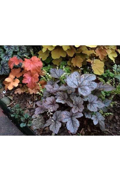 Гейхера гибридная Паприка многолетник