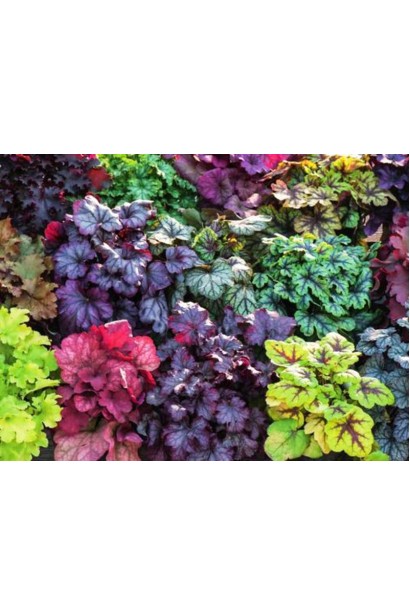 Геухера Паприка миксбордер