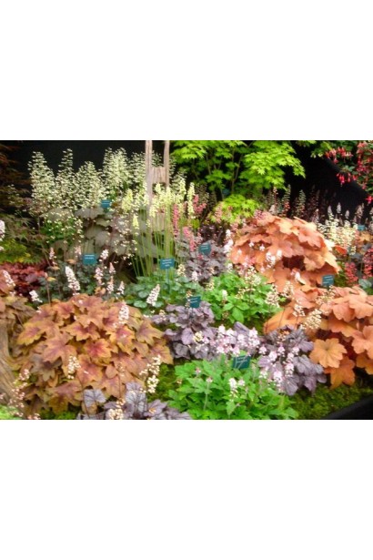 Heuchera hybrida Paprika