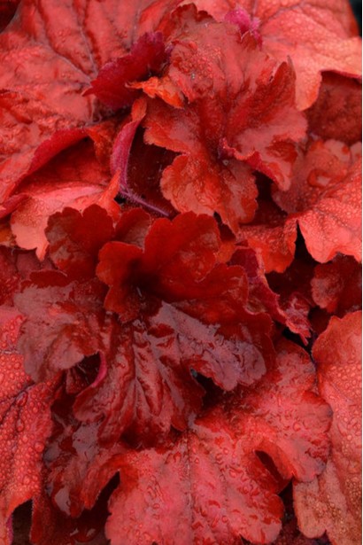 Гейхера Паприка красная