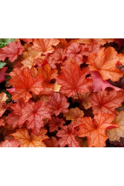 Гейхера гибридная Паприка осенью