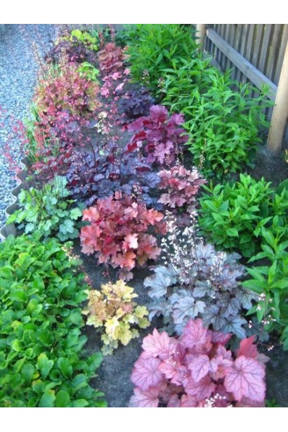 Гейхера гибридная Паприка в саду