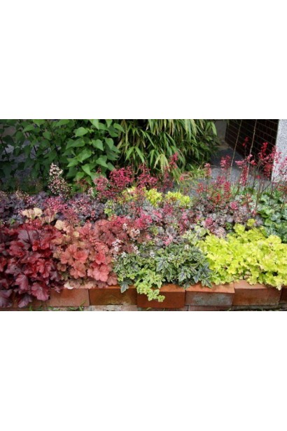 Гейхера гибридная Паприка миксбордер
