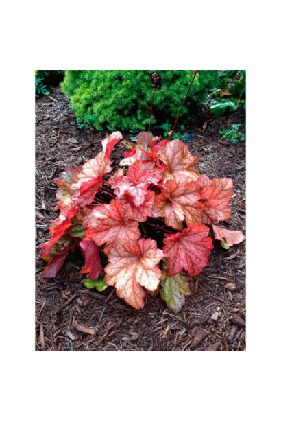 Гейхера краснолистая