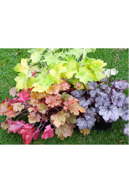 Гейхера Paprika