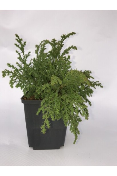 Мікробіота перехреснопарна Лукас