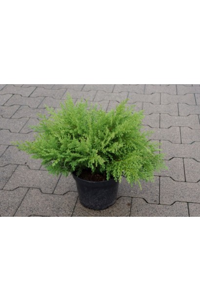 Мікробіота перехреснопарна Лукас саджанець в горщику 3 л