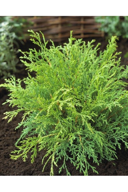 Мікробіота карликова Лукас кущ з округлою кроною