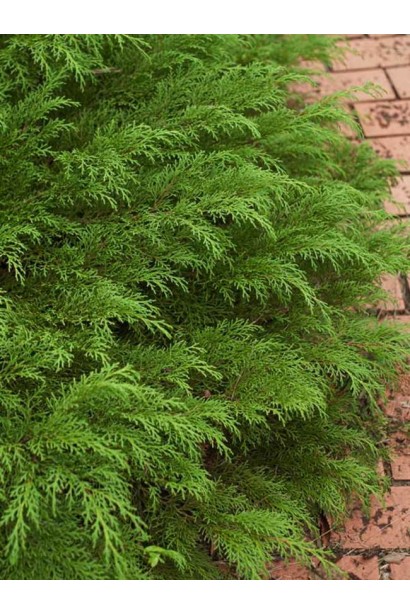 Мікробіота перехреснопарна Лукас голкоподібна густа хвоя