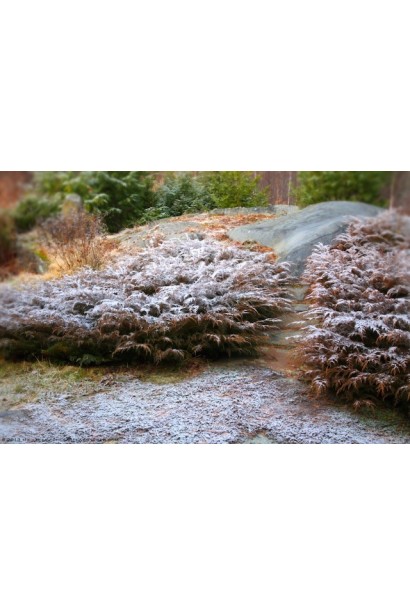 Мікробіота перехреснопарна Лукас коричнева хвоя взимку