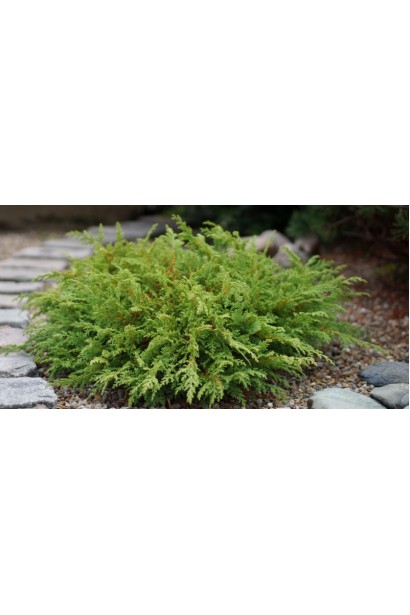 Маленька біота Лукас компактний хвойний кущ в ландшафті