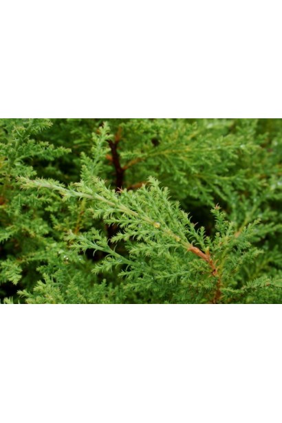 Microbiota decussatа Lukas