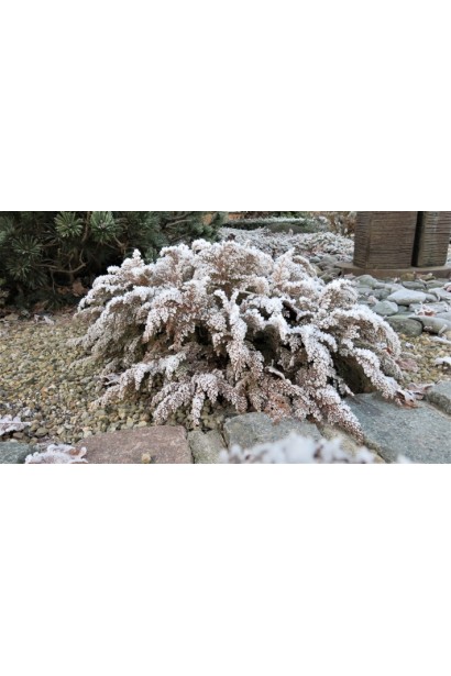 Кущ мікробіоти Лукас під покривом снігу