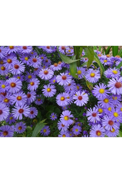 Айстра блакитна