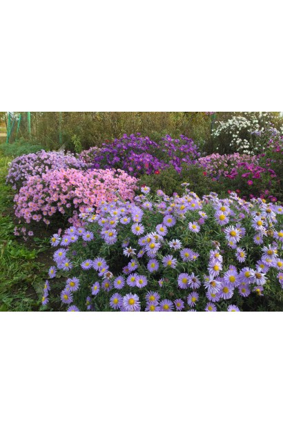 Айстра Lady in Blue ландшафтний дизайн