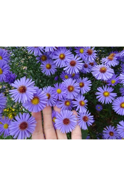 Aster dumosus Lady in Blue