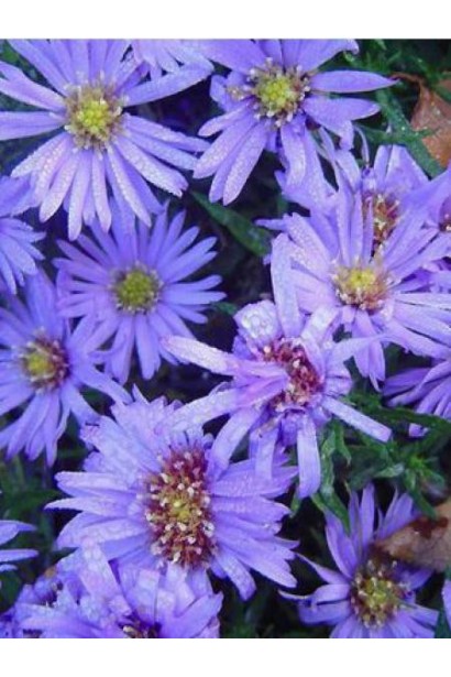 Айстра кущова / Морозець Леді ін Блу 