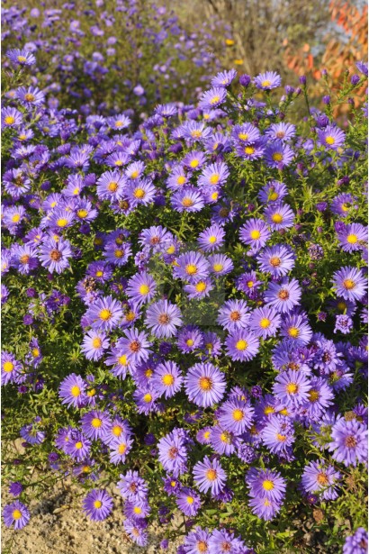 Айстра кущова Леді в блакитному