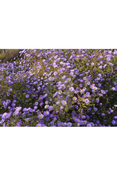 Айстра Леді ін Блу цвітіння