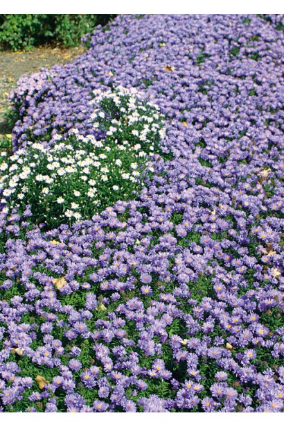 Айстра кущова Леді ін Блу  алейна посадка