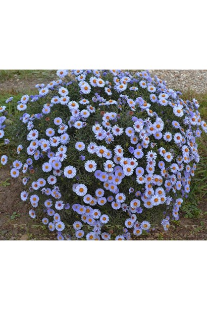 Морозець Леді ін Блу кущ