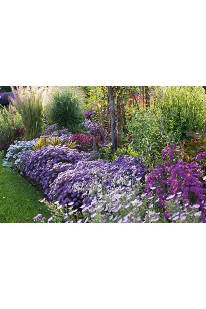 Морозець блакитний пв парковій зоні