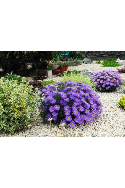 Морозець Леді ін Блу в ландшафті