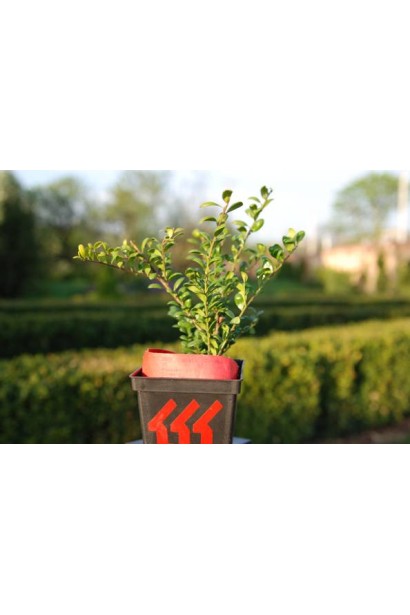 Ilex crenata Convexa