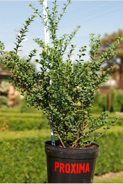 Ilex crenata Convexa — чудовий вибір для контейнерного вирощування