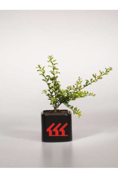 Падуб городчатий Конвекса