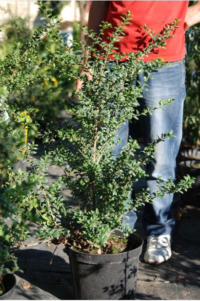 Темно-зелене листя падуба Конвекса надає саду витонченості