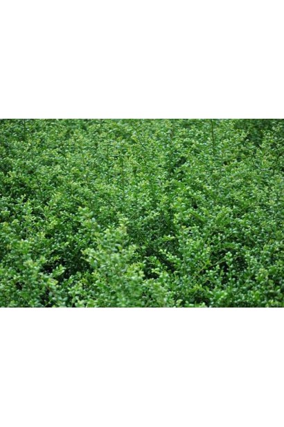 Блискучі округлі листки падуба Конвекса привертають увагу