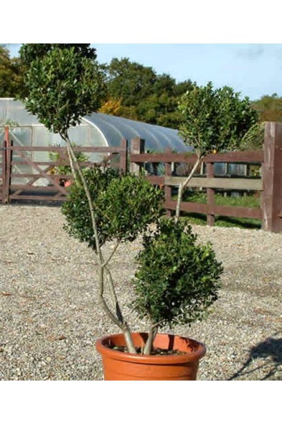 Компактна крона Ilex crenata Convexa ідеальна для топіарних фігур