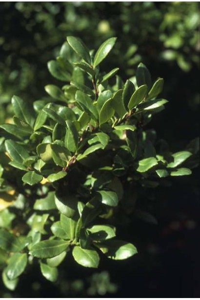Падуб Конвекса — гармонійне доповнення будь-якої ландшафтної композиції