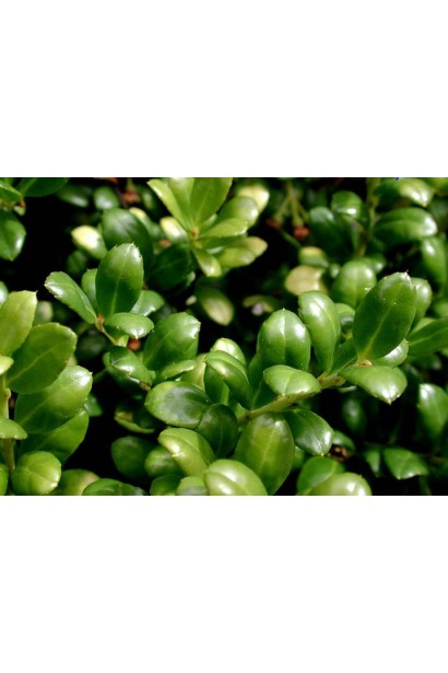 Падуб городчатий Конвекса — вічнозелений чагарник із дрібними блискучими листочками