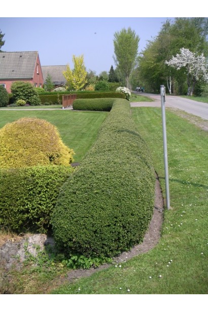 Ilex crenata Convexa — морозостійкий чагарник для декоративного озеленення.