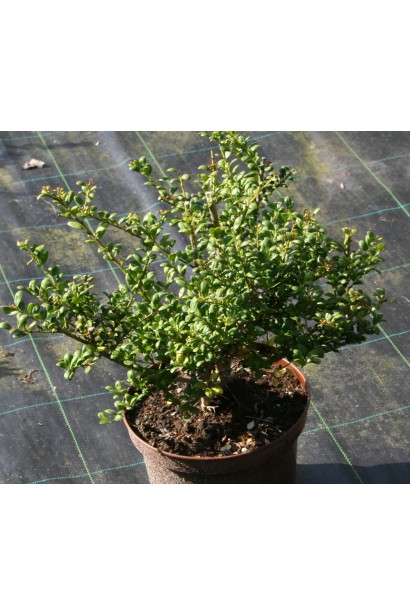 Падуб городчатий Конвекса в контейнері