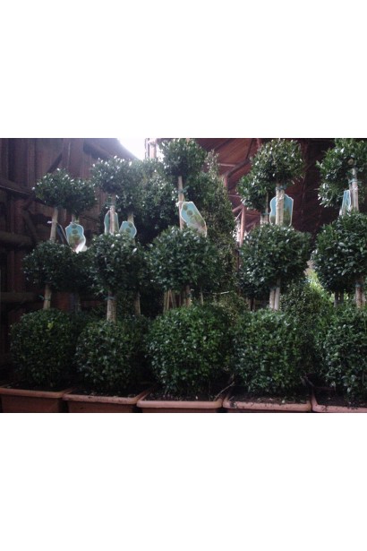 Компактна крона Ilex crenata Convexa ідеальна для топіарних фігур