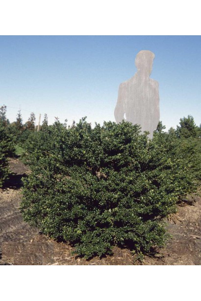 Листя падуба Конвекса схожі на листки самшиту, але щільніші