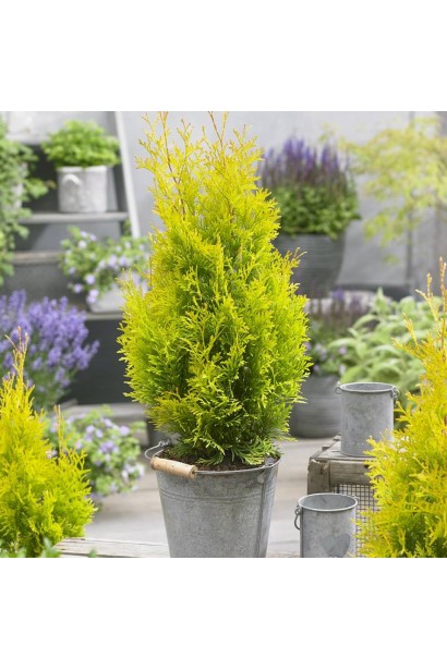 Туя Санні Смарагд із золотистим акцентом на кінчиках хвої.