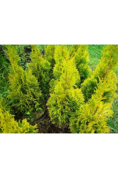 Декоративна туя Санні Смарагд із щільною хвоєю.