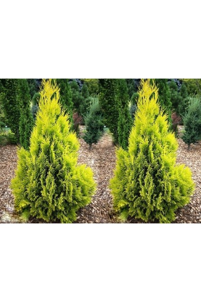 Туя західна Санні Смарагд