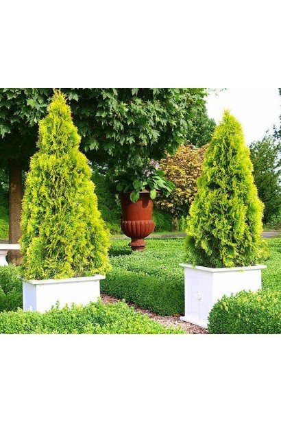 Туя західна Санні Смарагд